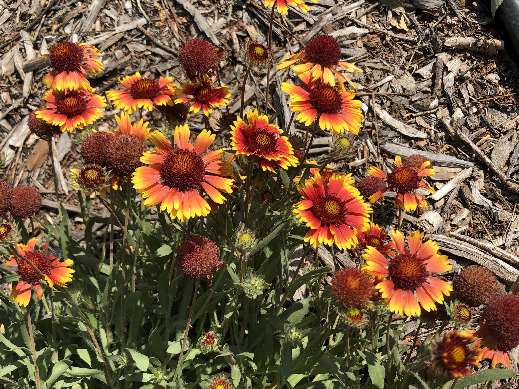 Gaillardia aristata